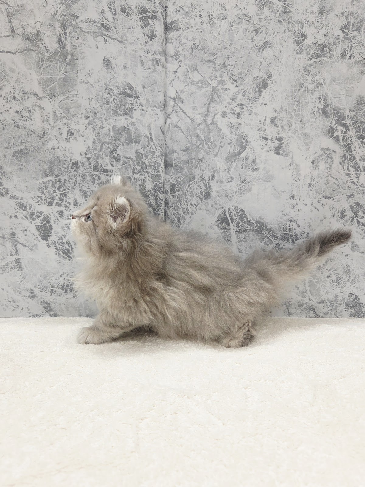 ペルシャの写真2