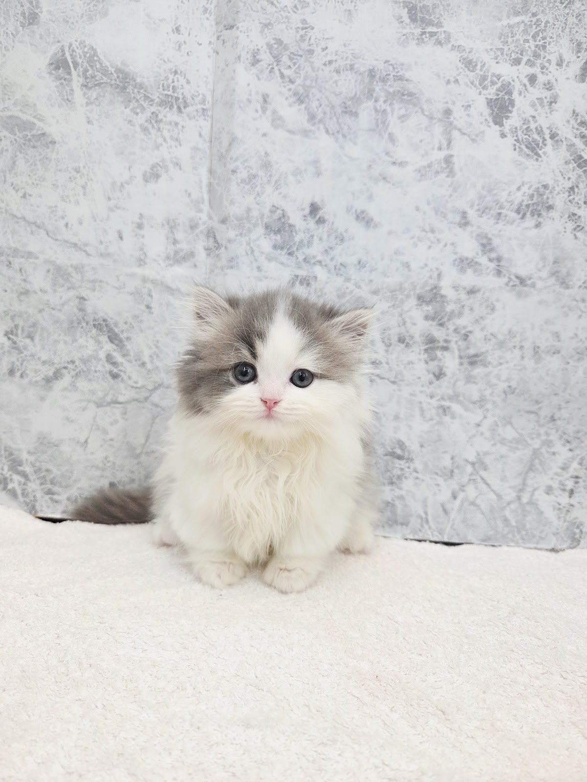 ミヌエットの写真