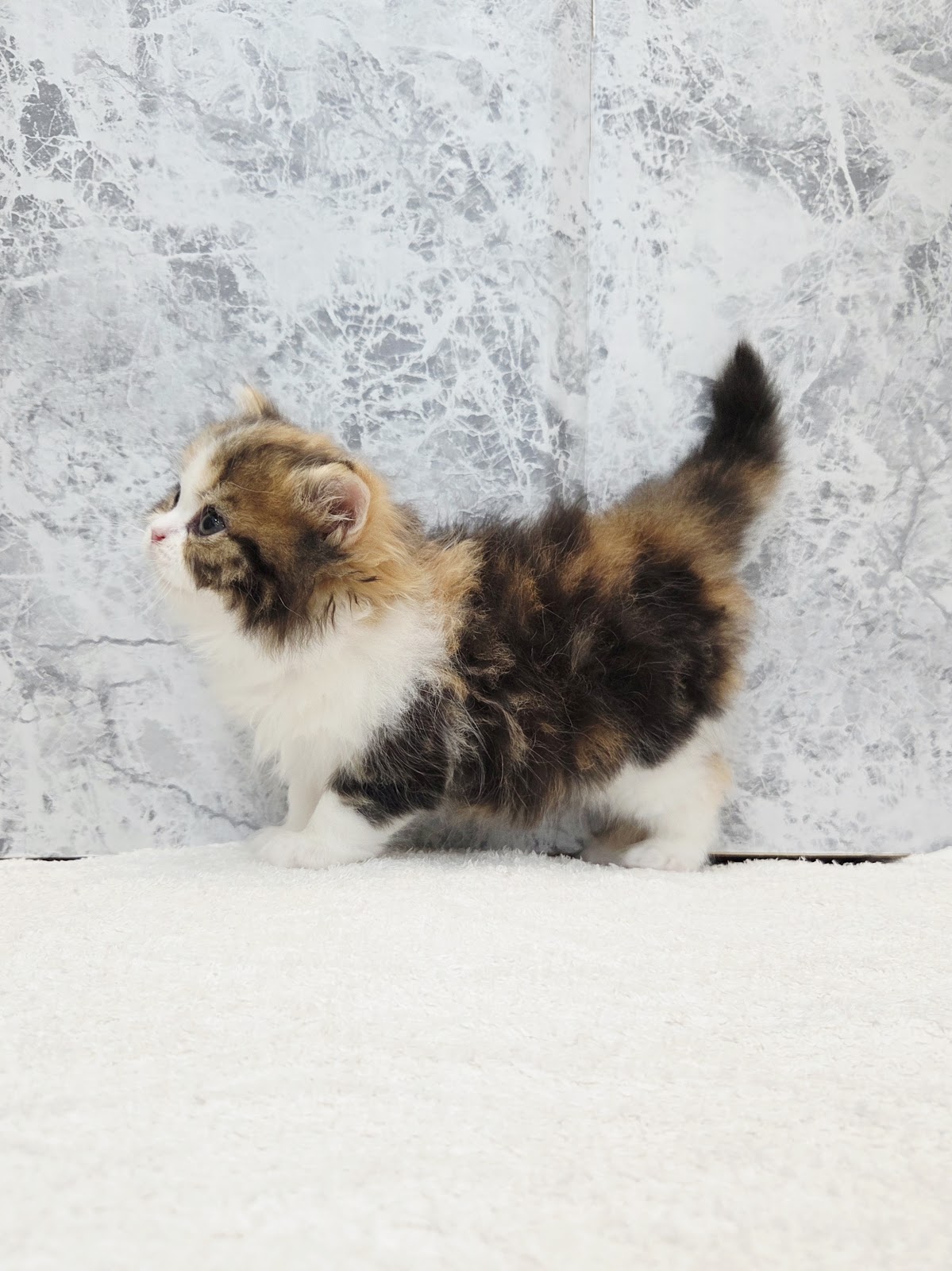 ラガマフィンの写真2