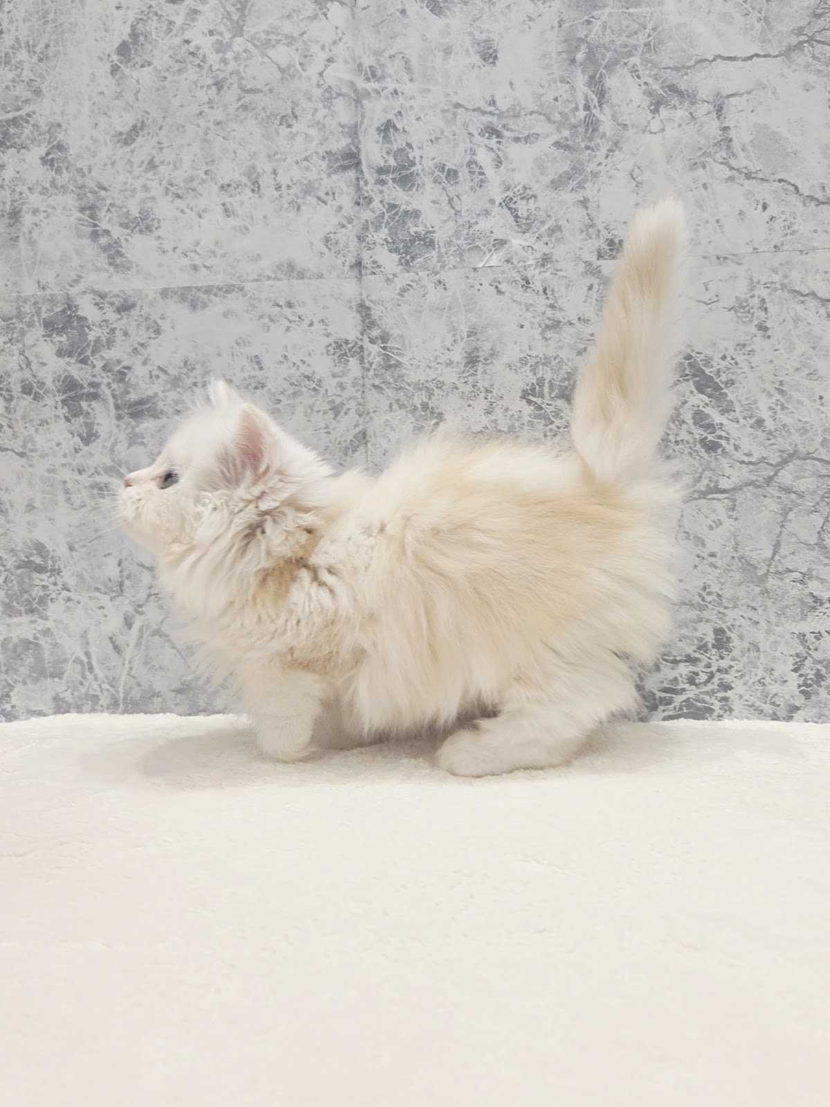 ミヌエットの写真2