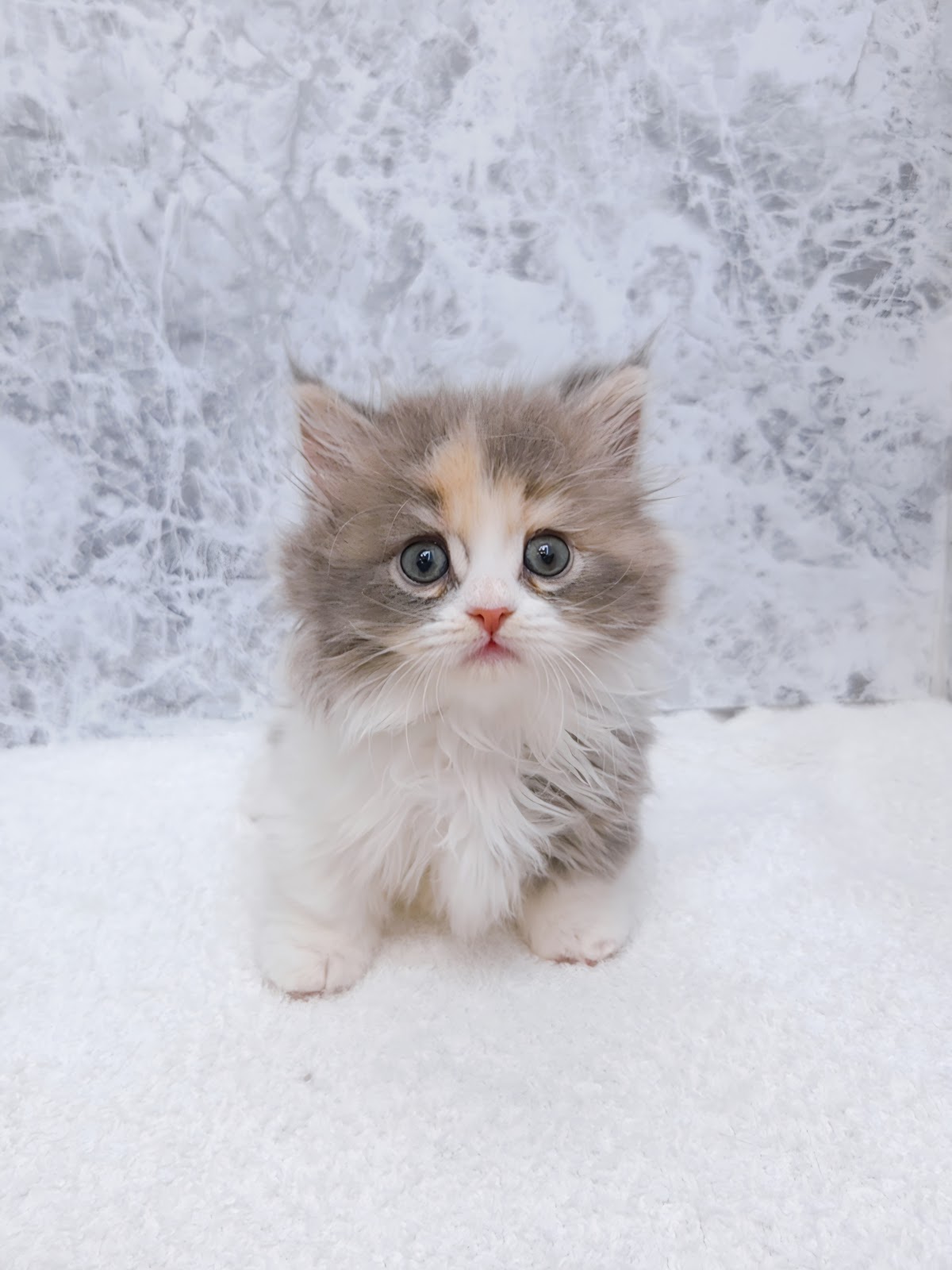 ミヌエットの写真