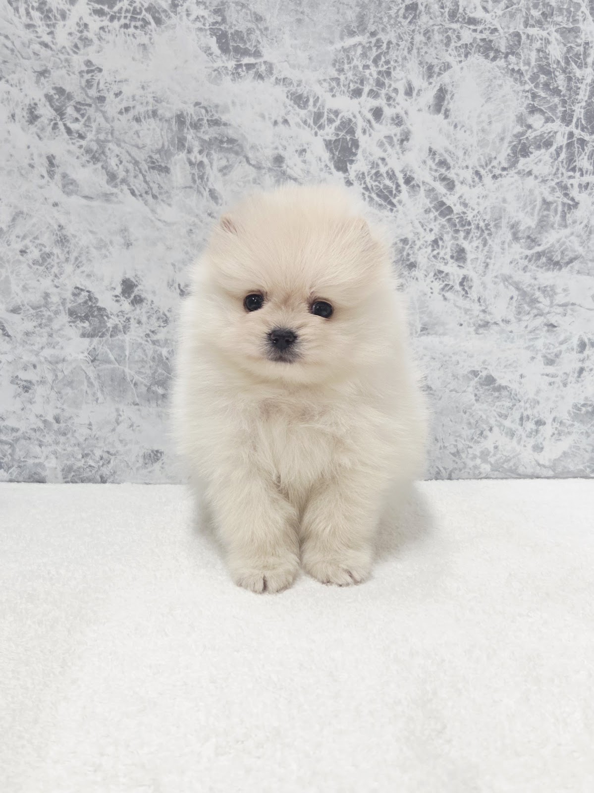 ポメラニアンの写真