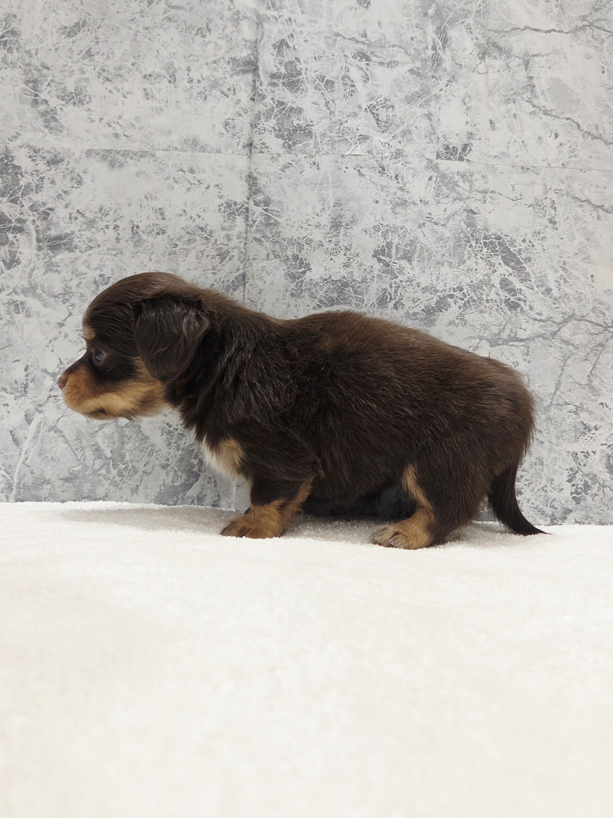 ダックスフンド×チワワの写真2