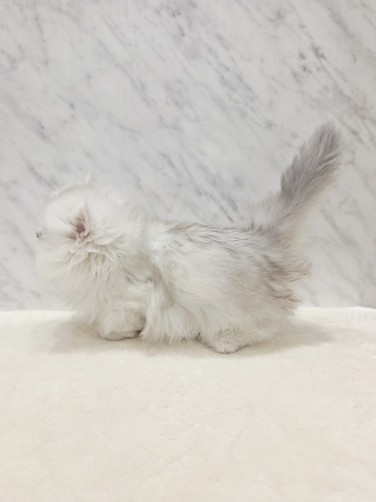 ミヌエットの写真2