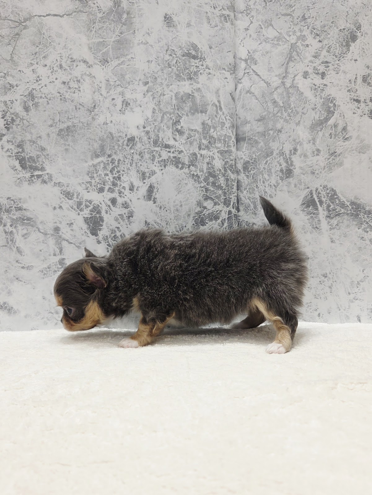 ロングコートチワワの写真2