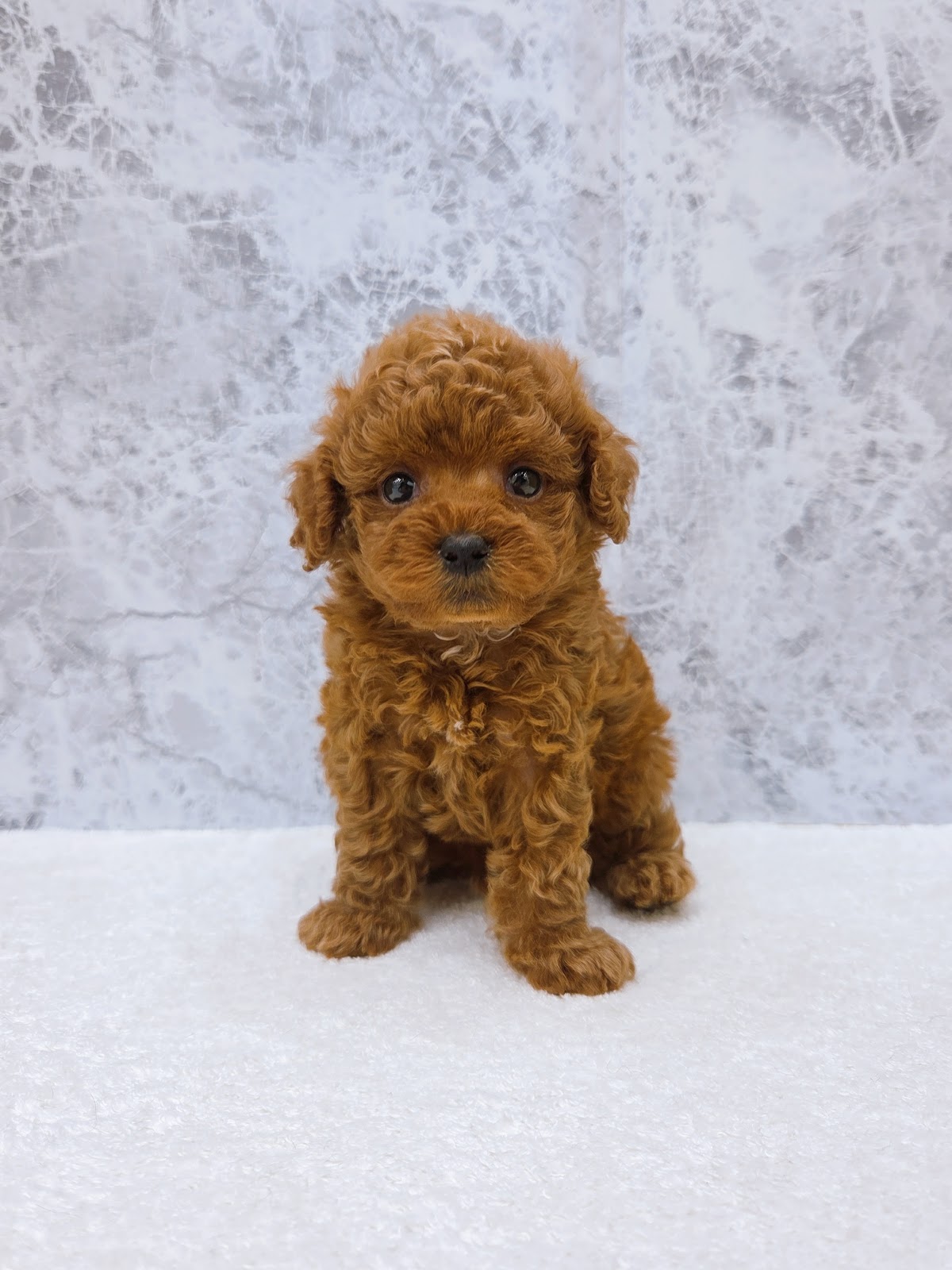 タイニープードルの写真