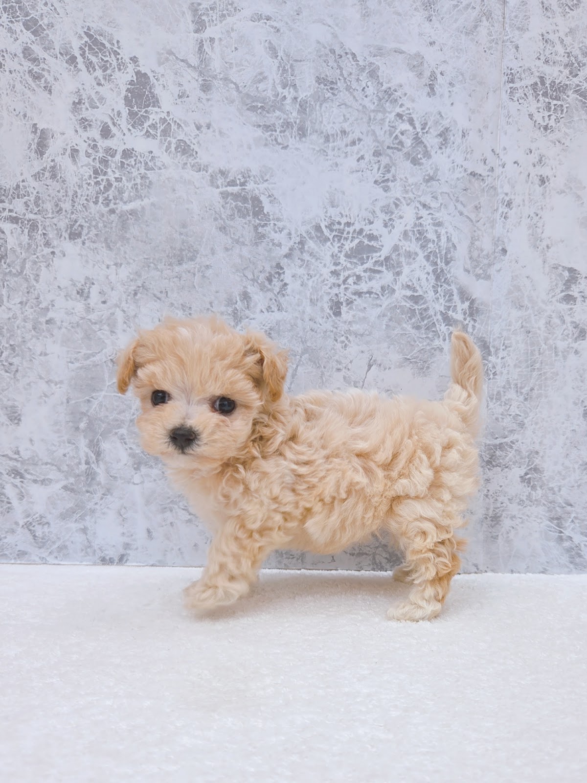 トイプードル×マルチーズの写真2