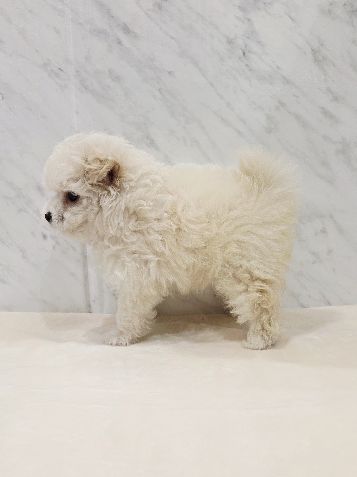 トイプードル×ポメラニアンの写真2