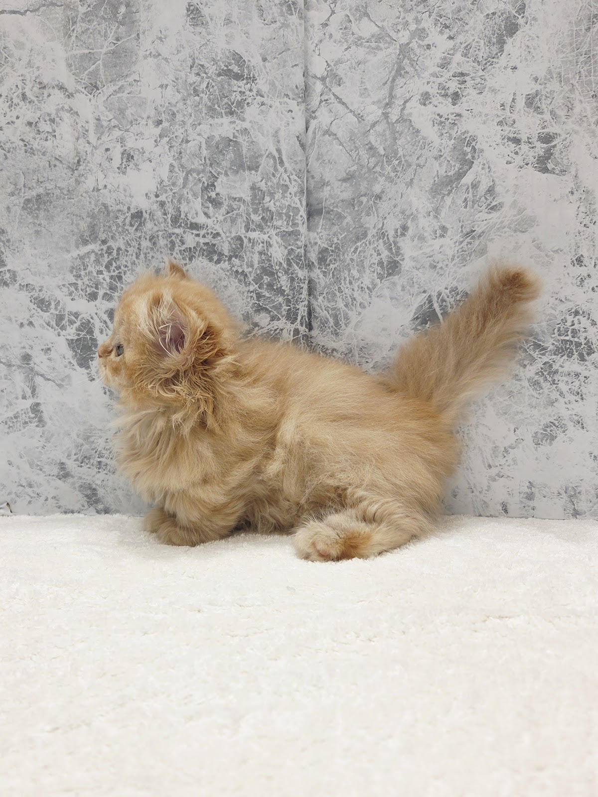 ミヌエットの写真2