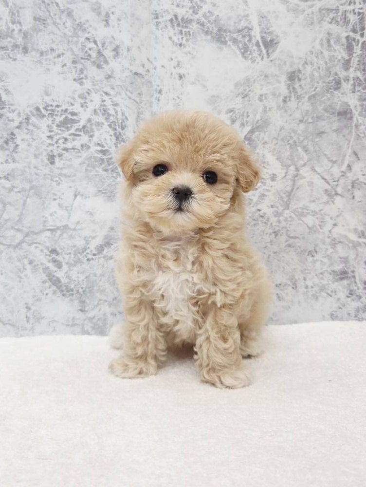 マルチーズ×トイプードルの写真3