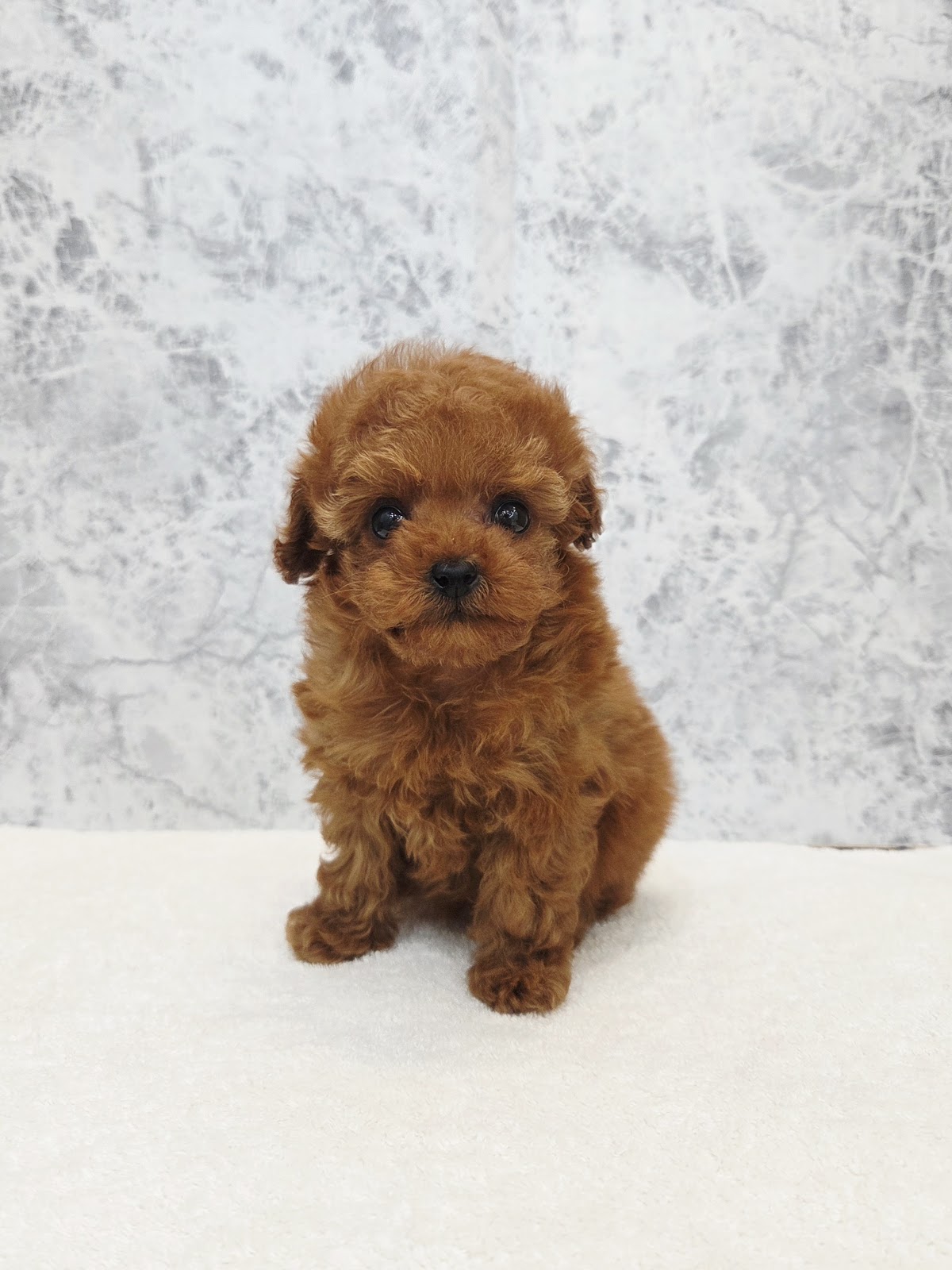 タイニープードルの写真3