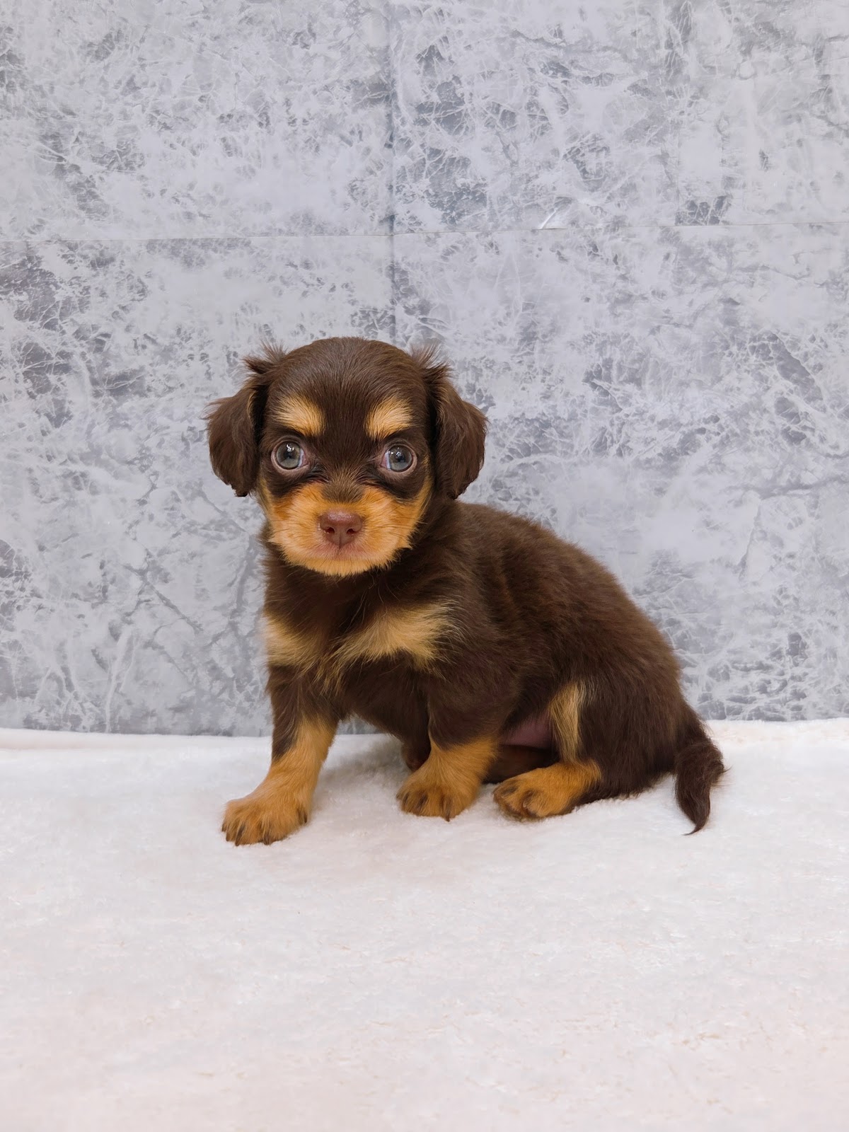 チワワ×ミニチュアダックスフンドの写真3