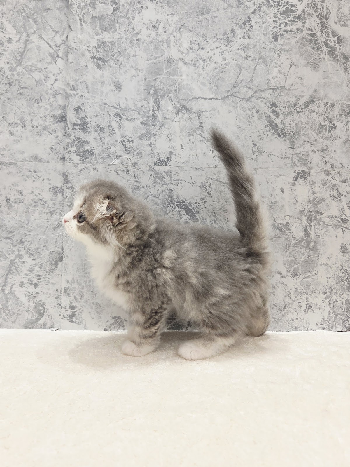 スコティッシュ・フォールドの写真2