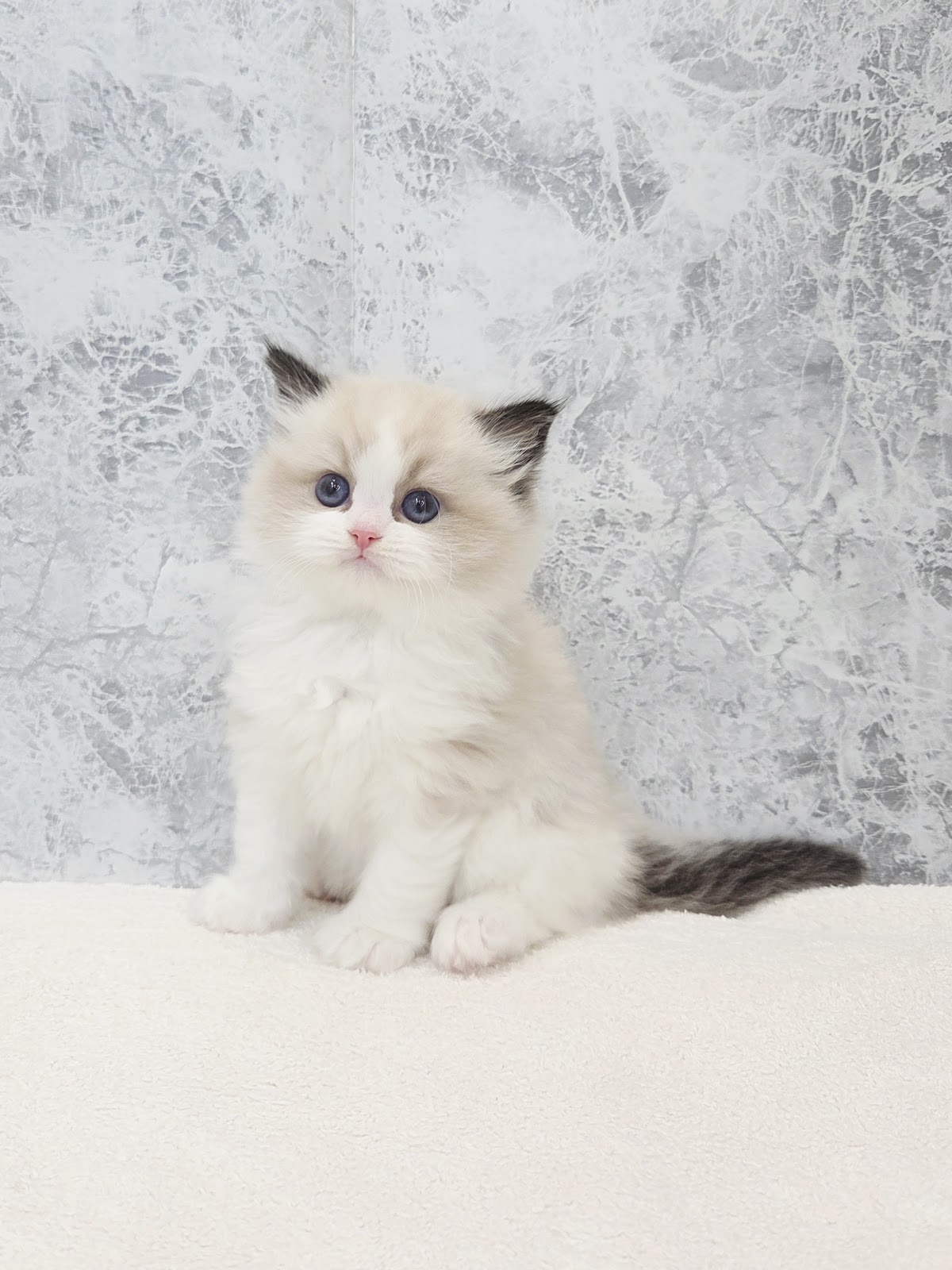 ラグドールの写真3