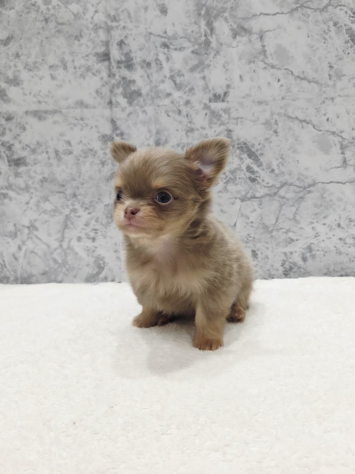 ロングコートチワワの写真3