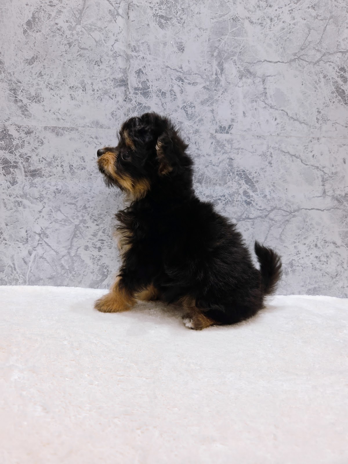 トイプードル×チワワの写真2