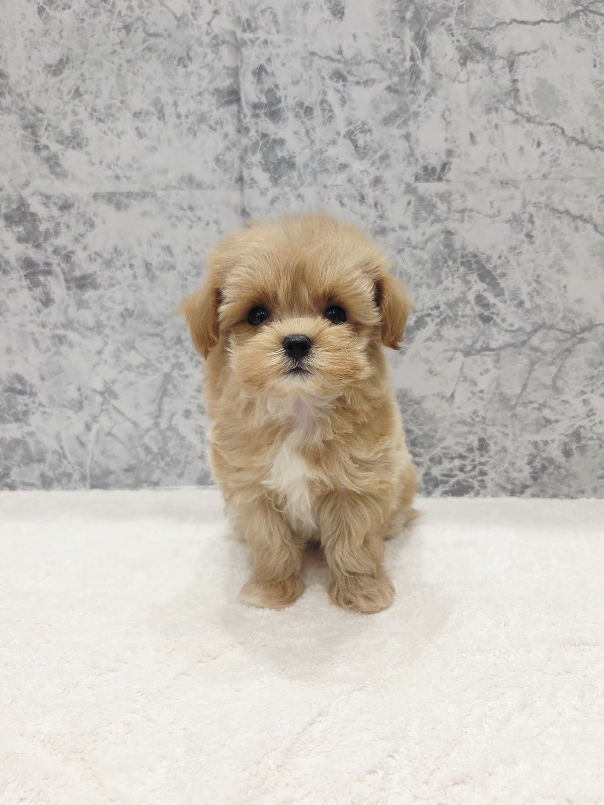 トイプードル×マルチーズ