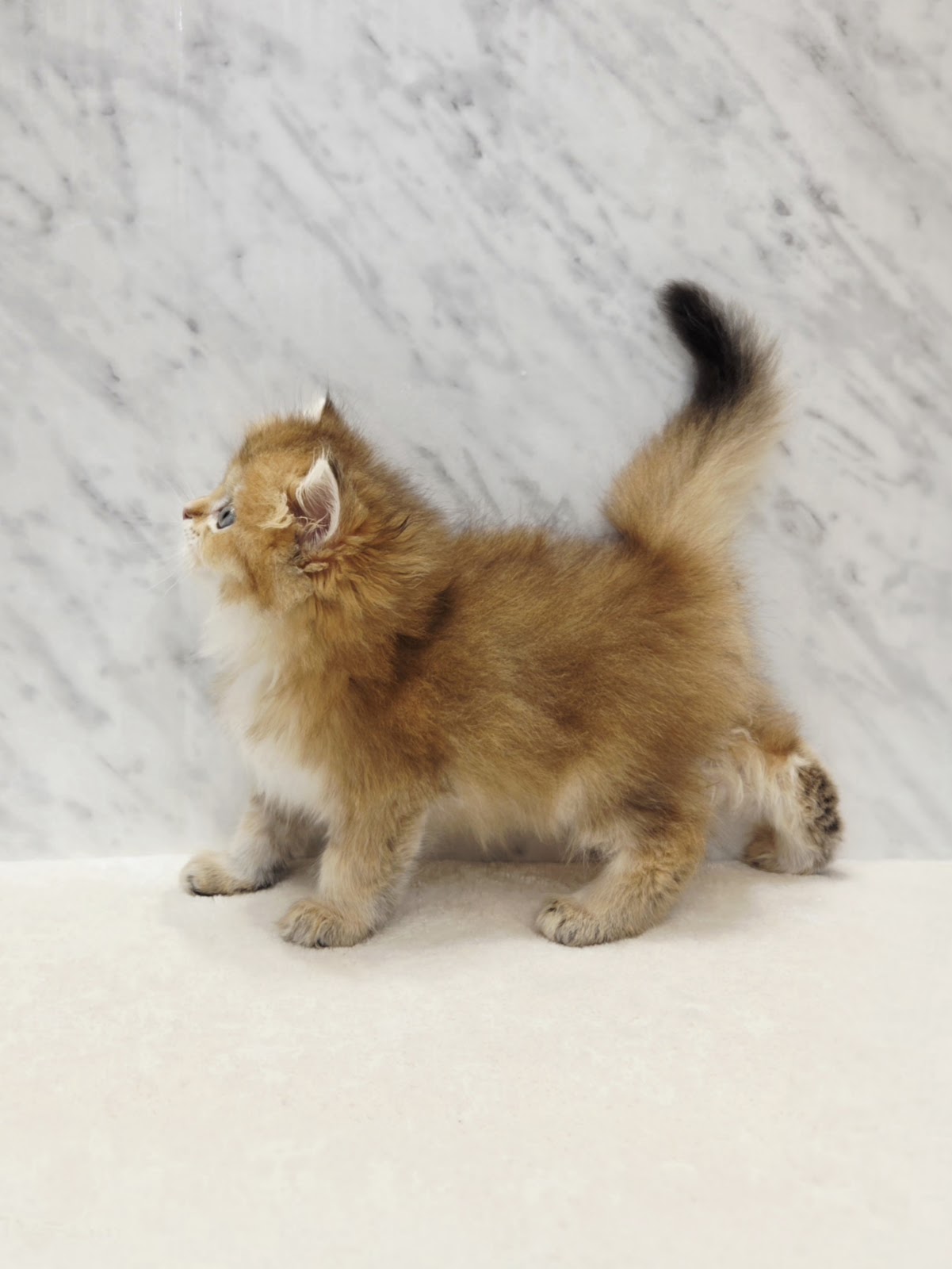 ブリティッシュロングヘアーの写真2