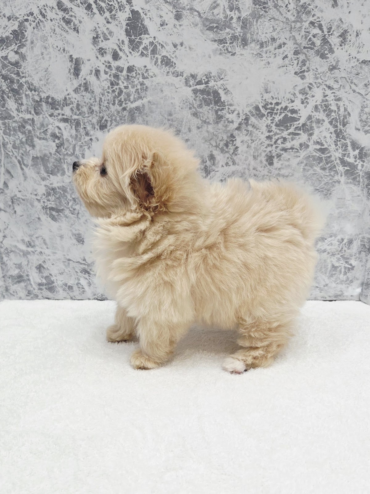 トイプードル×ポメラニアンの写真2