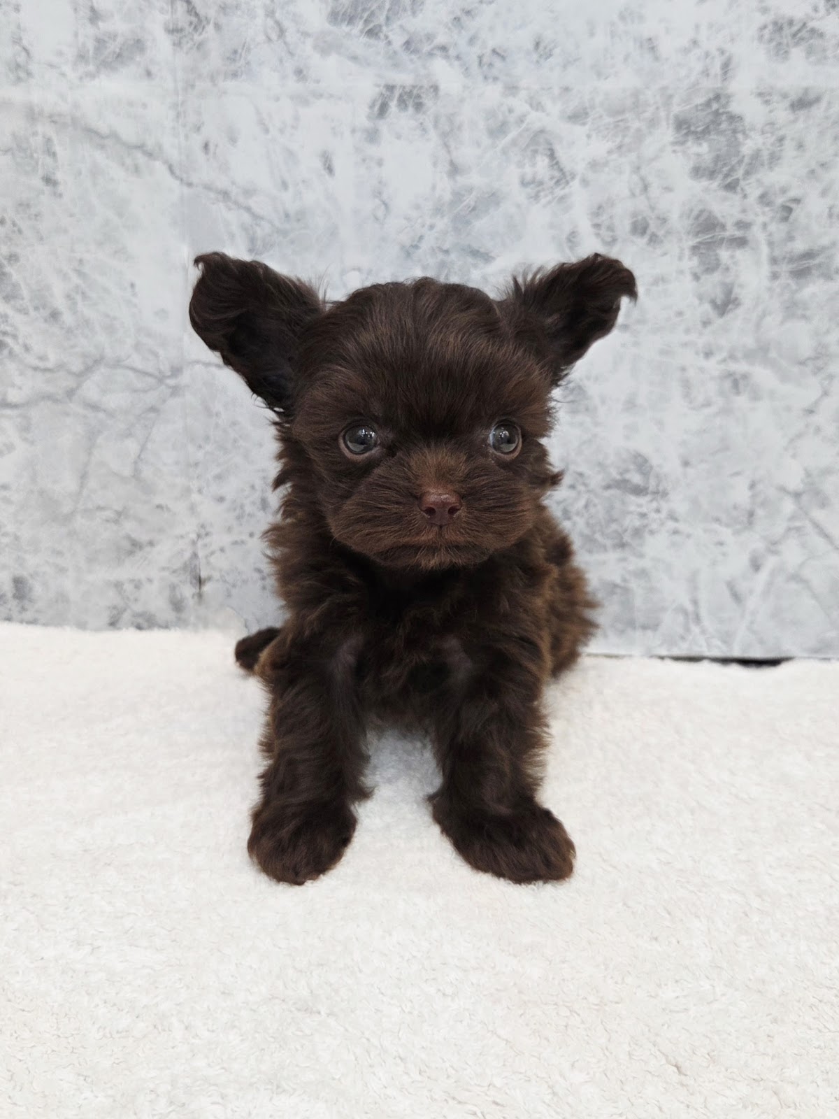 トイプードル×チワワ