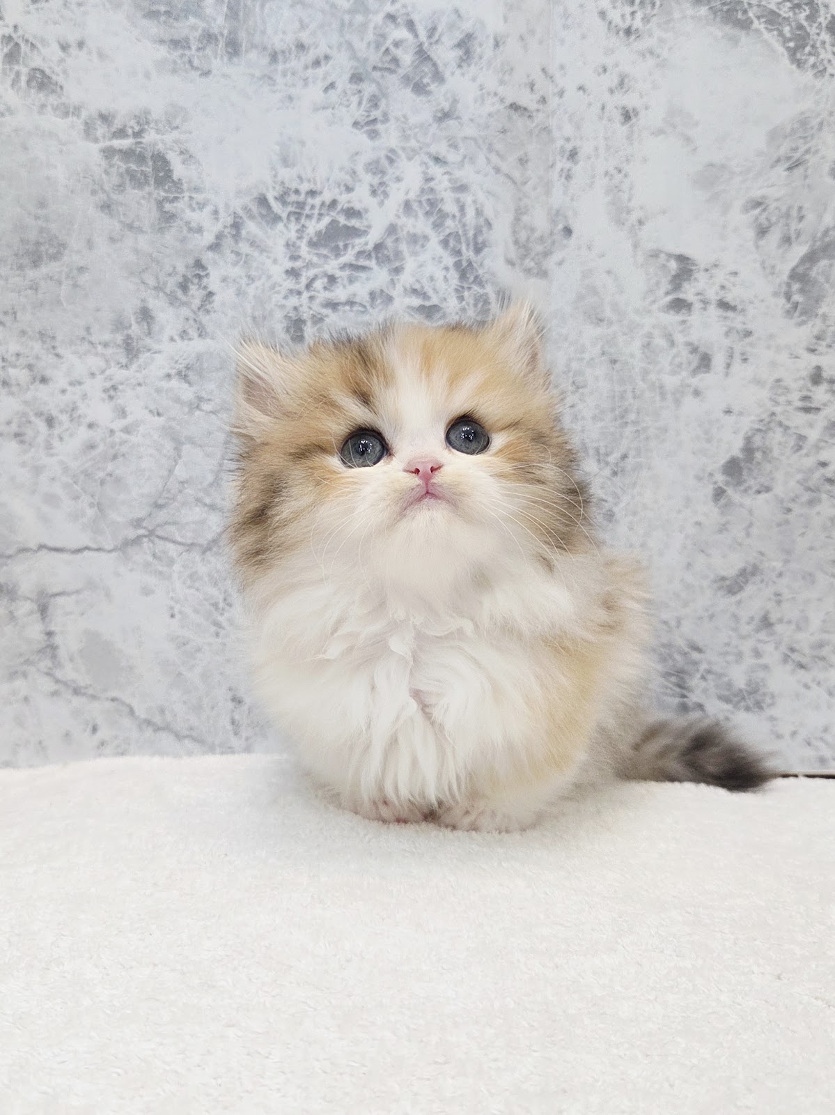 ミヌエットの写真3