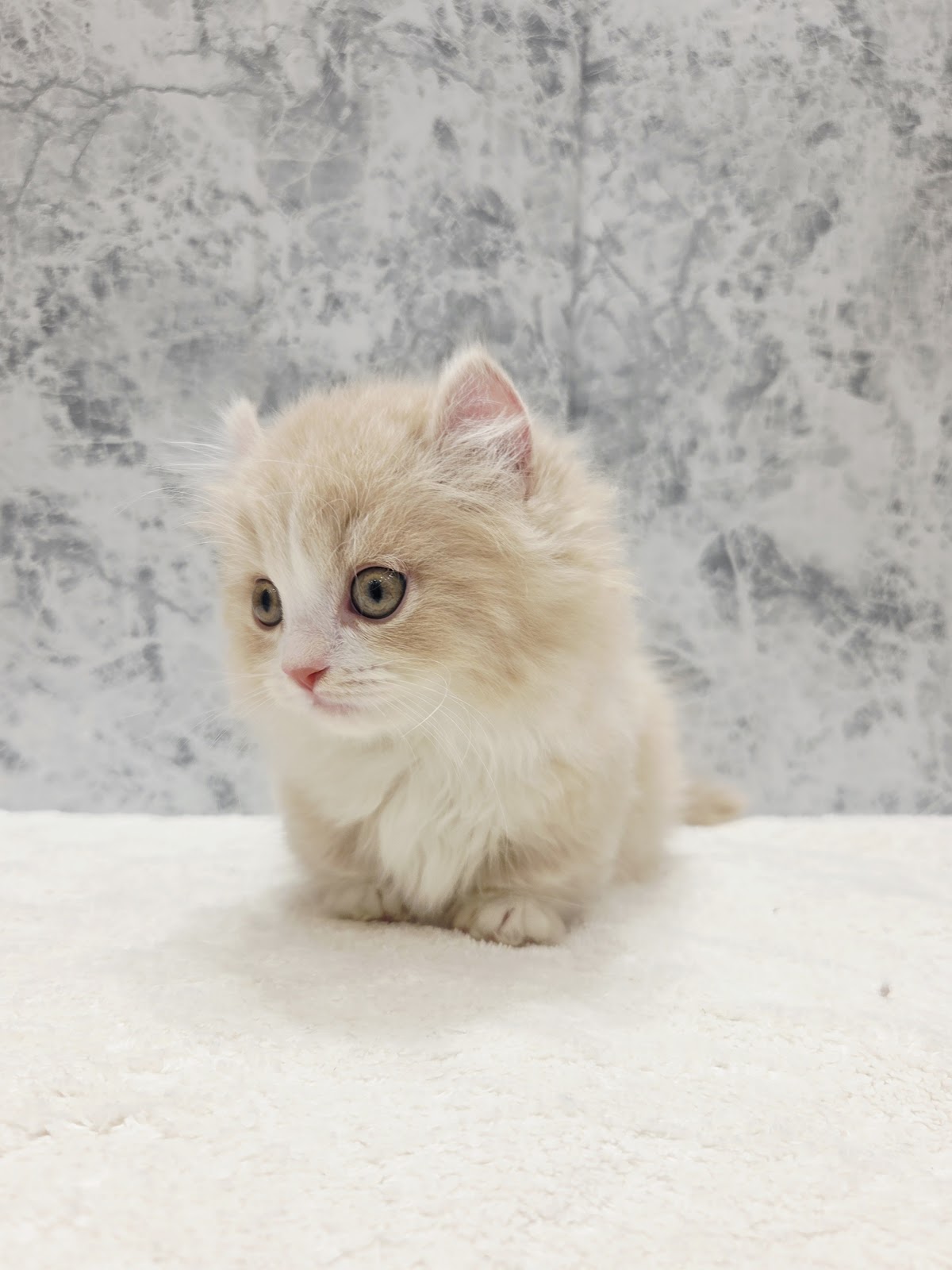 キンカローの写真3