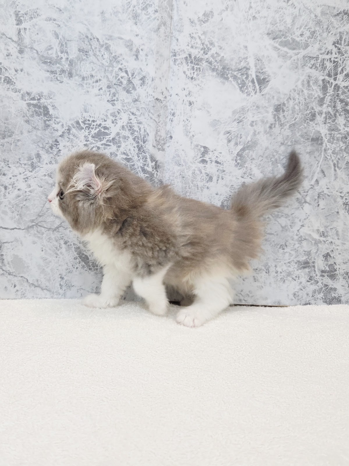 アメリカンカールの写真2