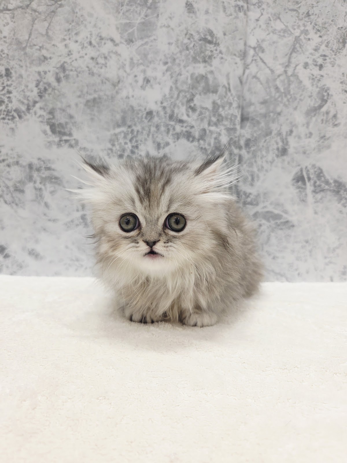 ミヌエットの写真3