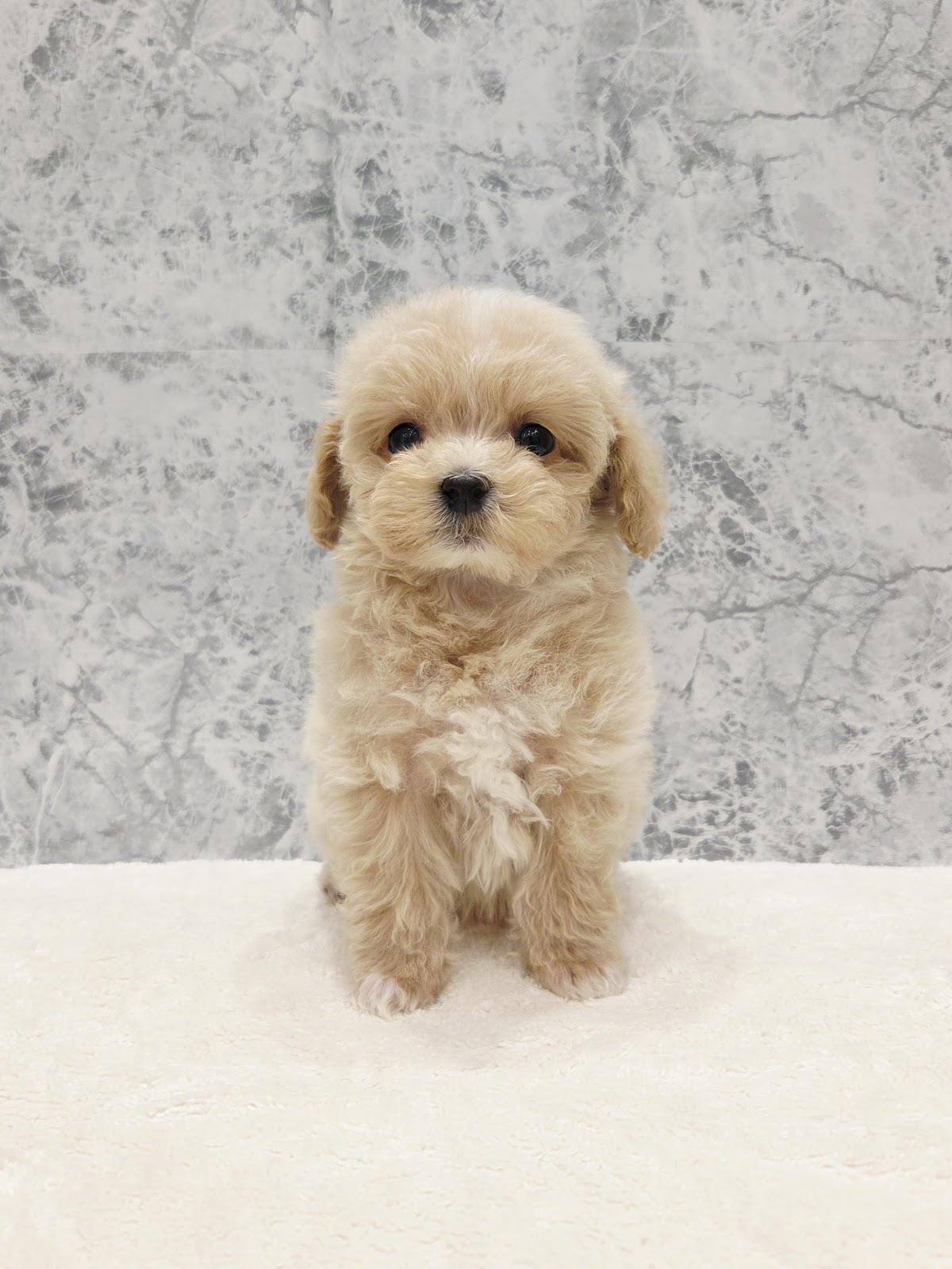 トイプードル×マルチーズの写真