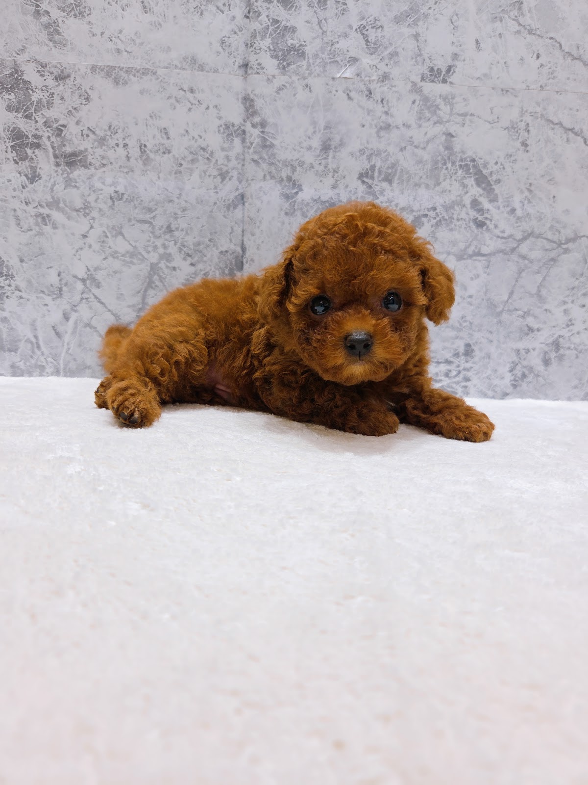 トイプードルの写真3