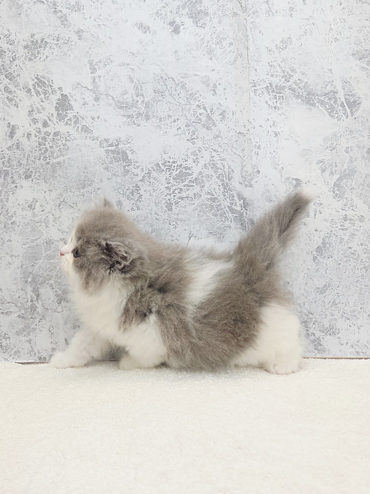 ラガマフィンの写真2