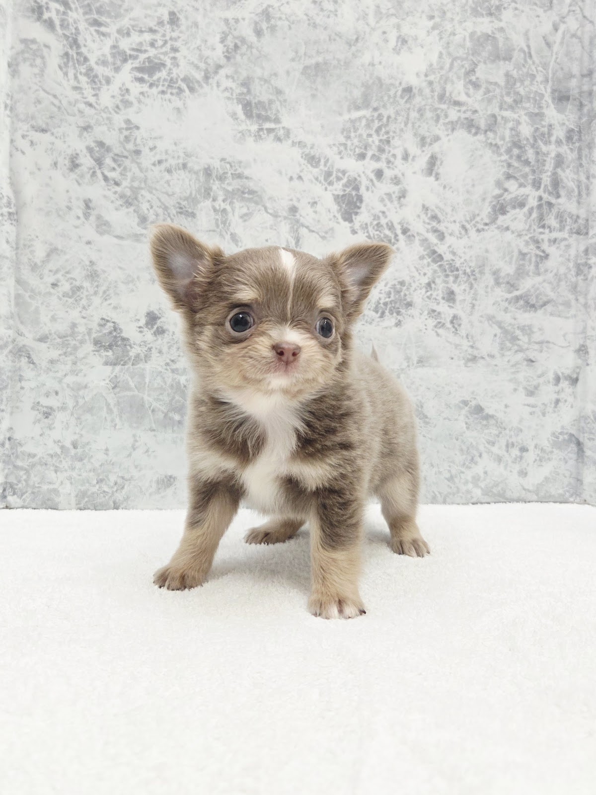 ロングコートチワワの写真3