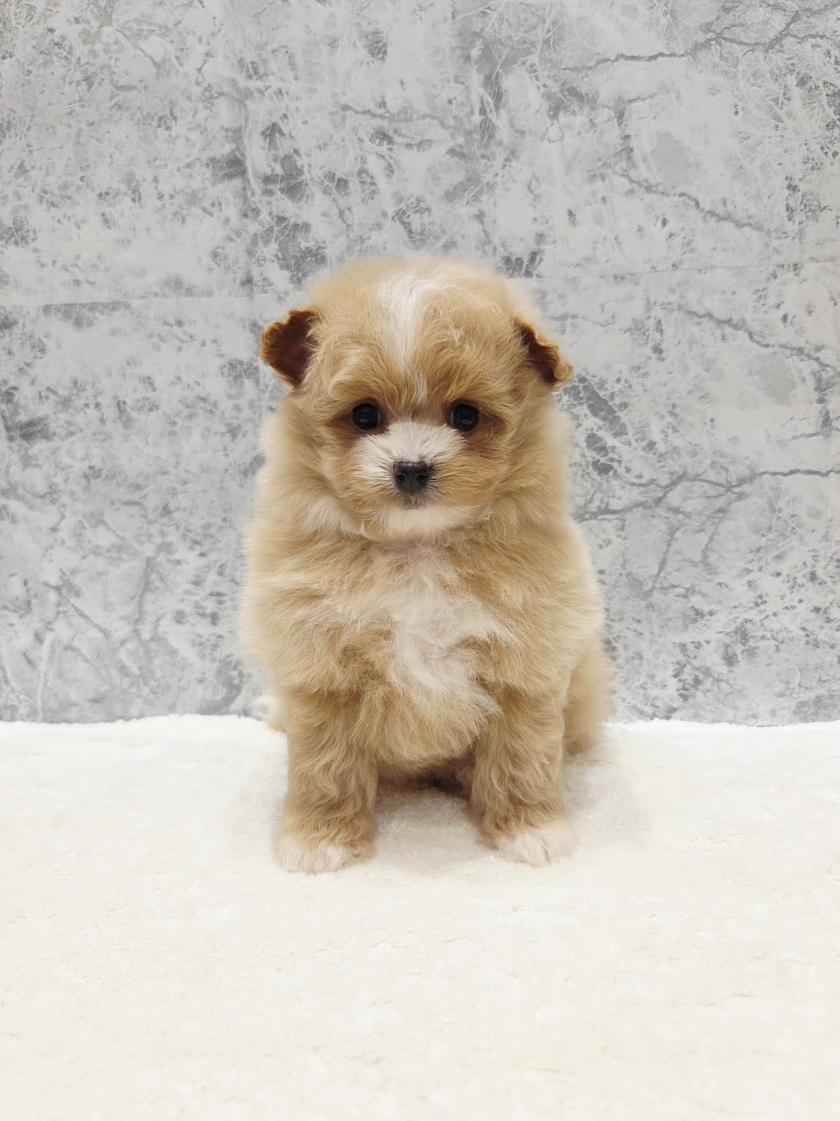 トイプードル×ポメラニアン