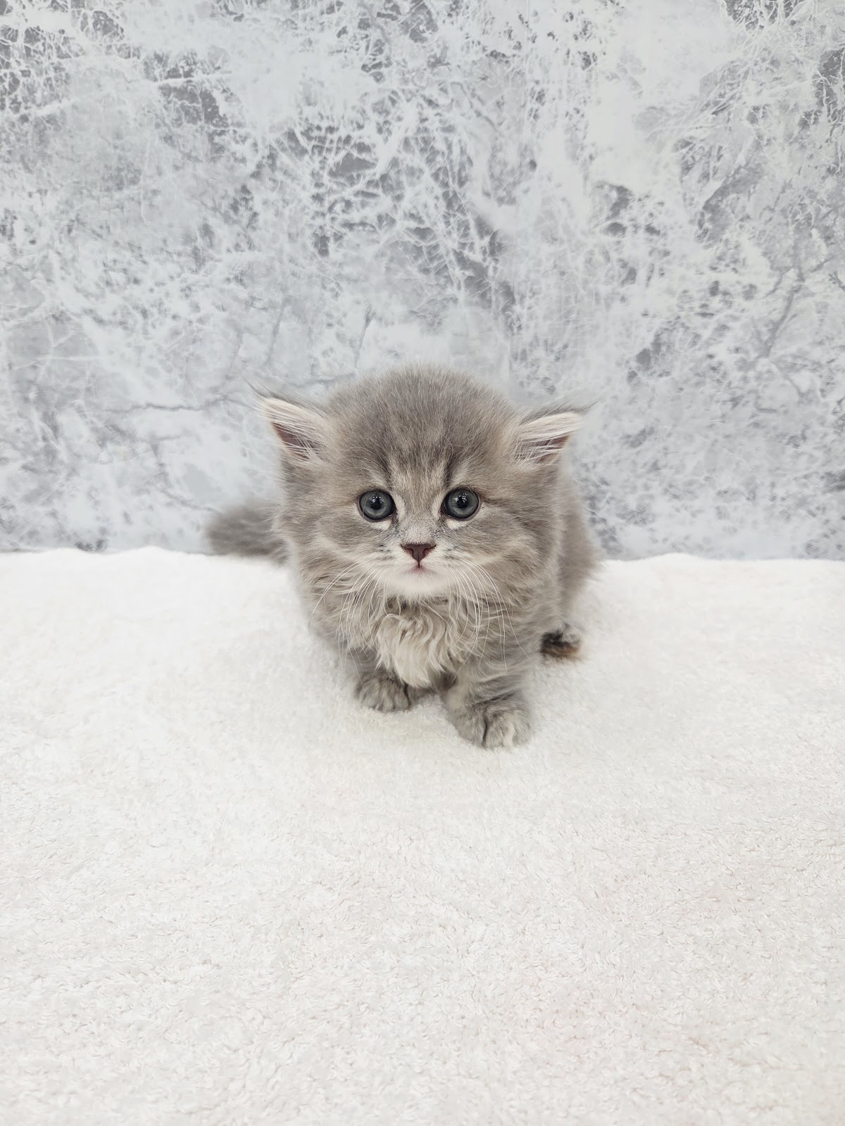 ミヌエットの写真3