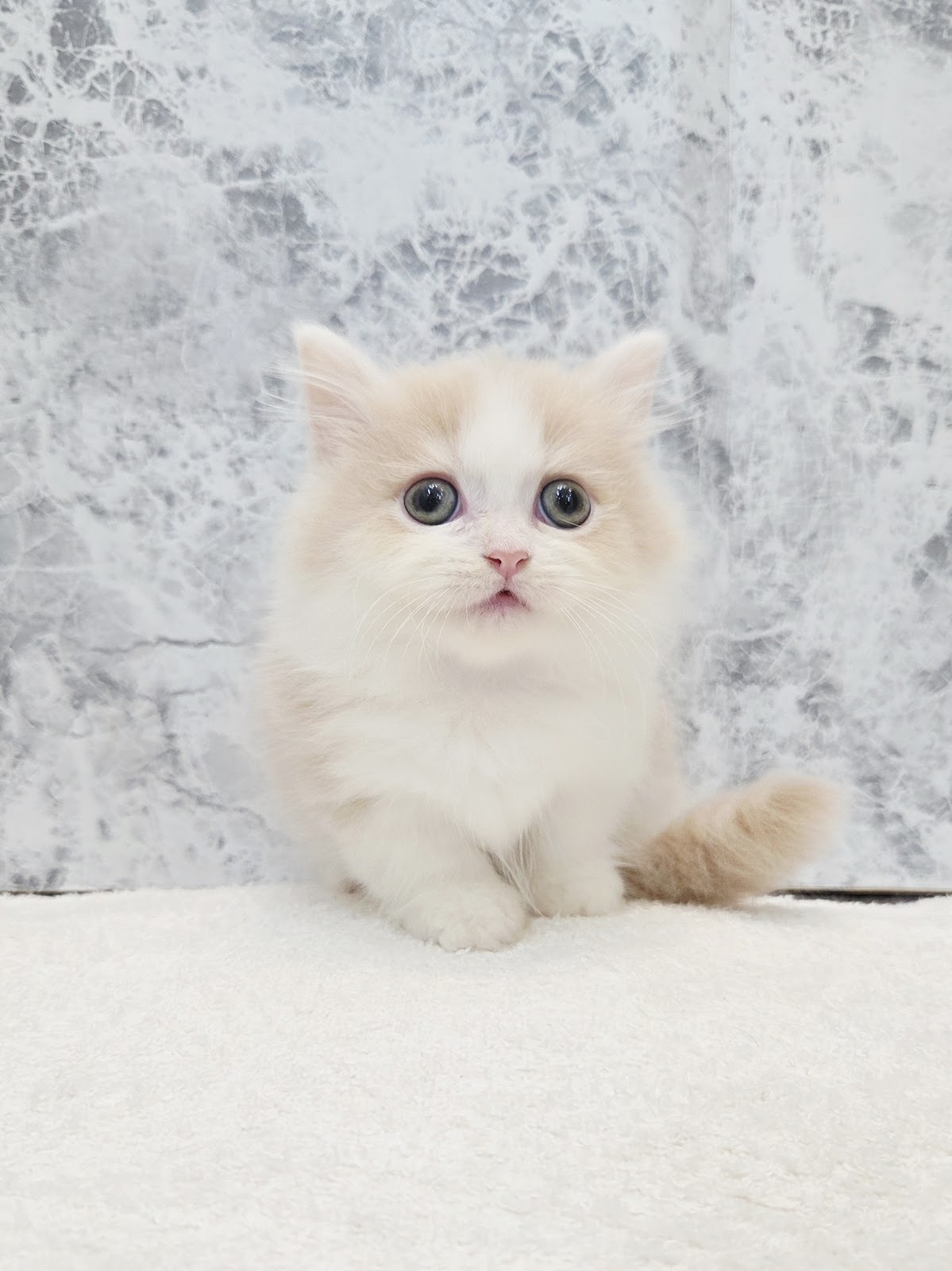 ミヌエットの写真3