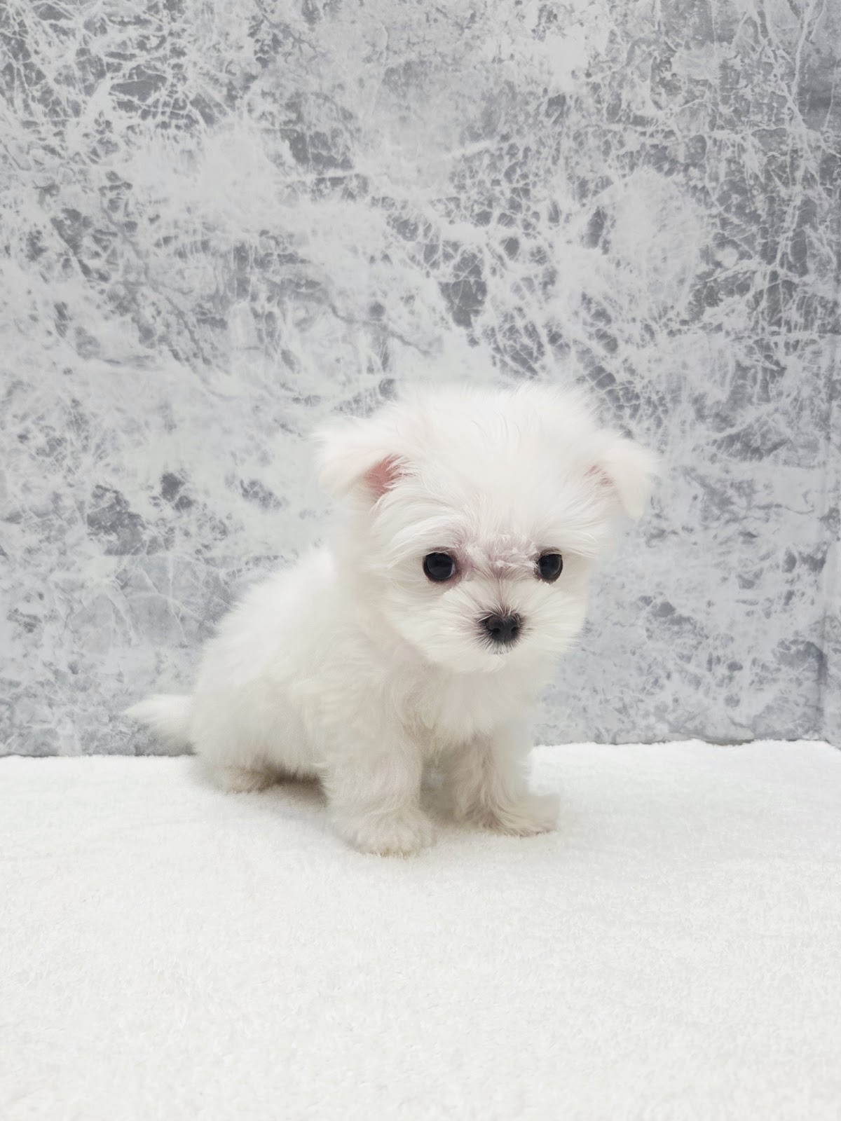 マルチーズの写真3