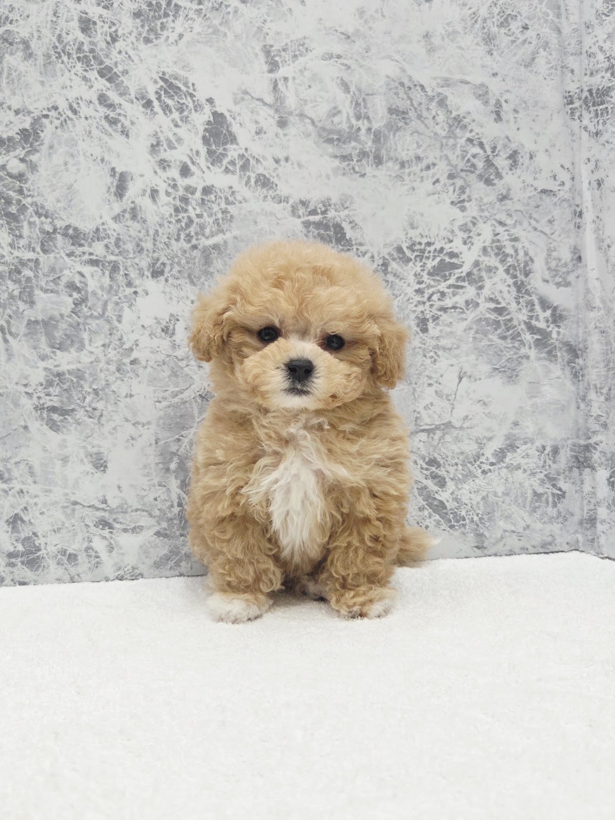 ビションフリーゼ×トイプードルの写真