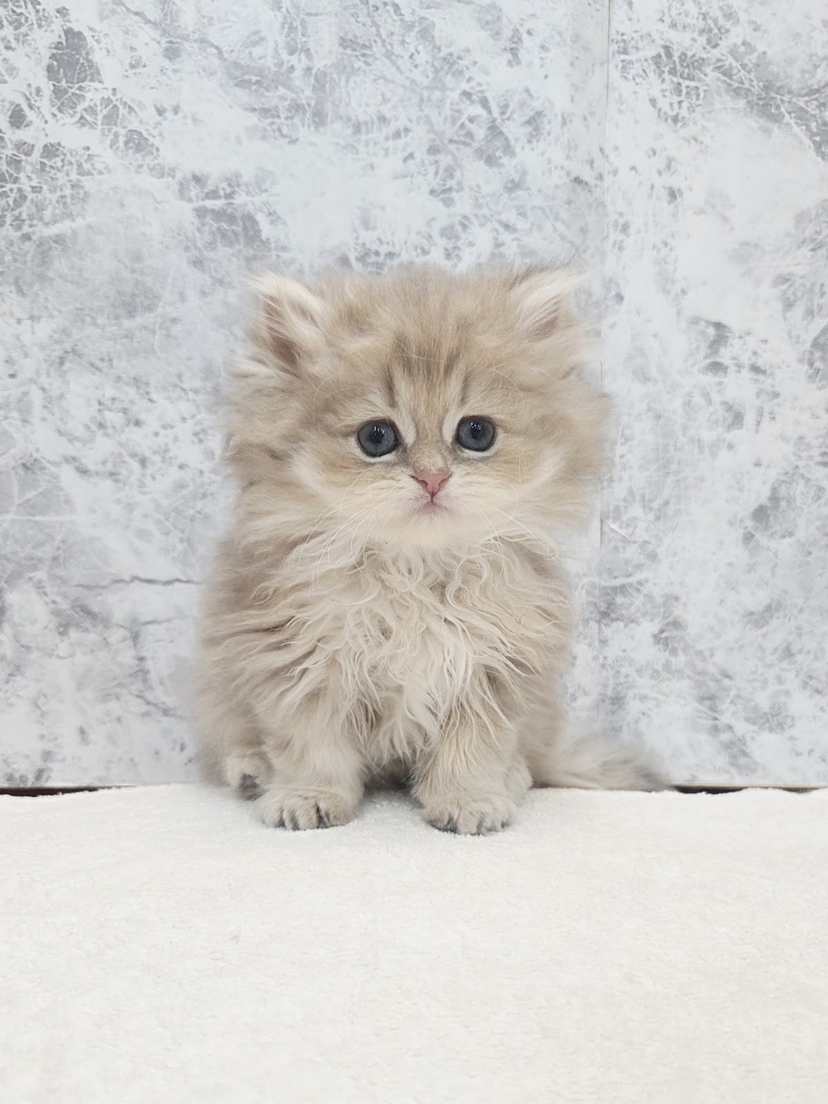 ペルシャの写真