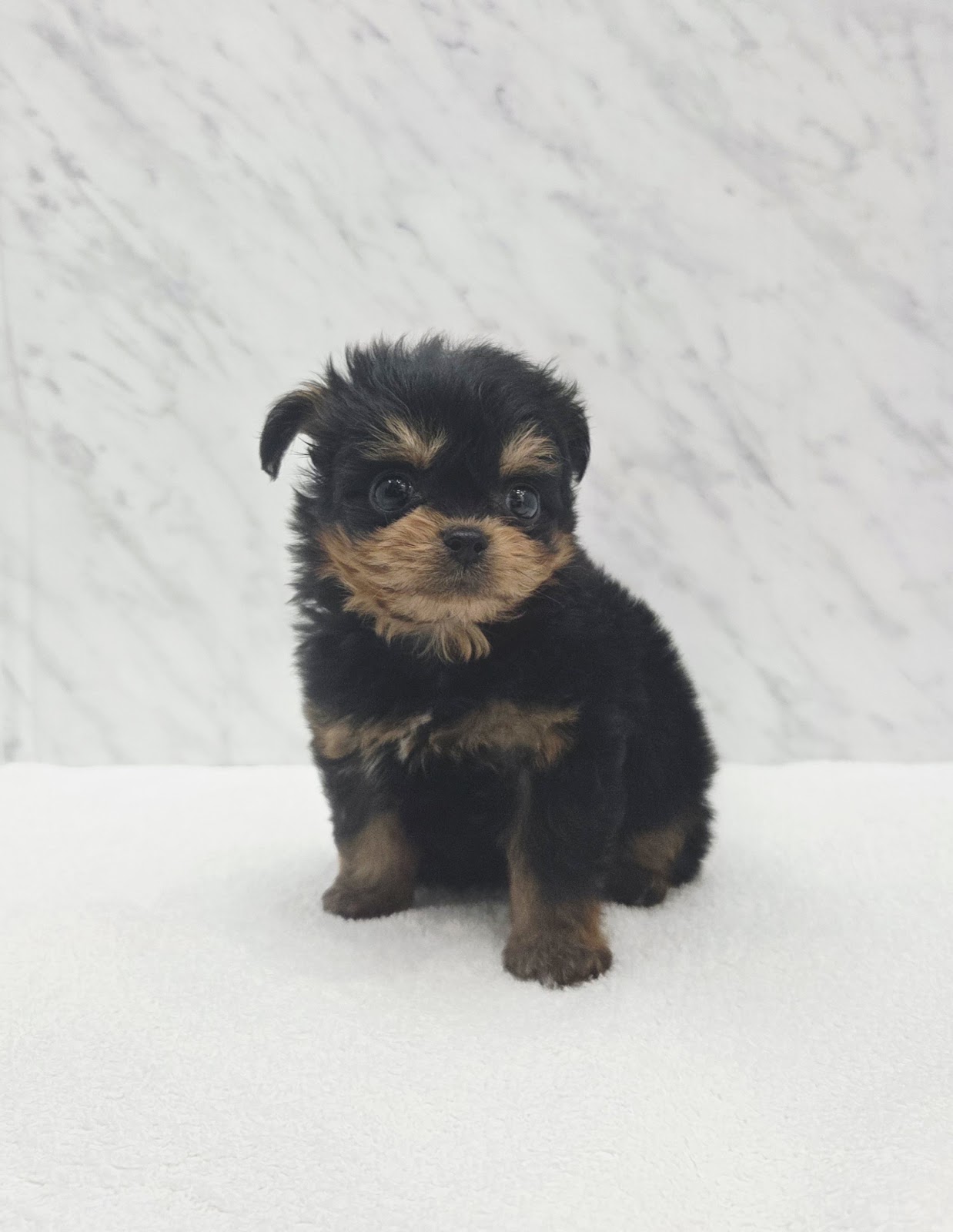 トイプードル×チワワの写真3