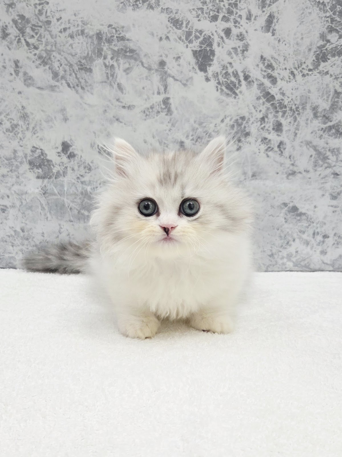 ミヌエットの写真