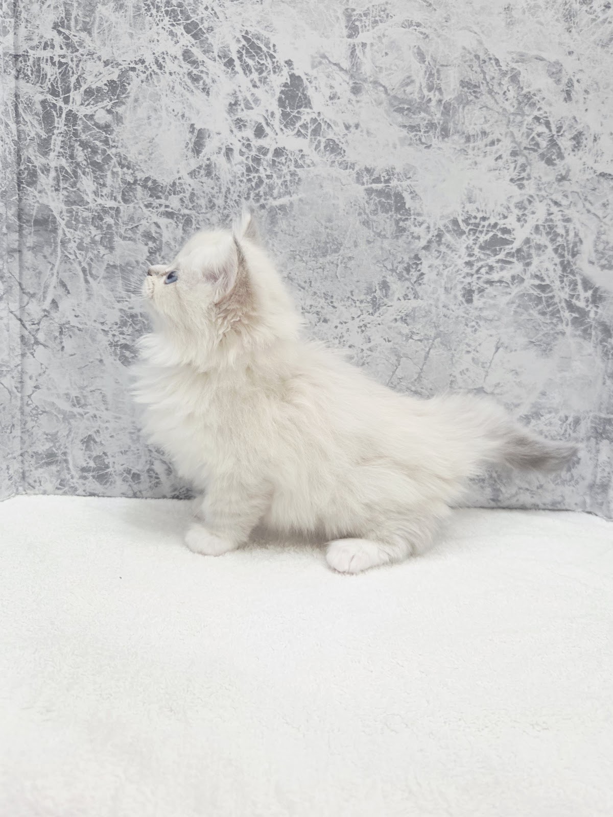 ネヴァマスカレードの写真2