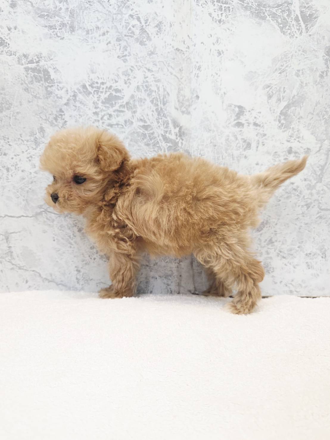 トイプードル×マルチーズの写真2