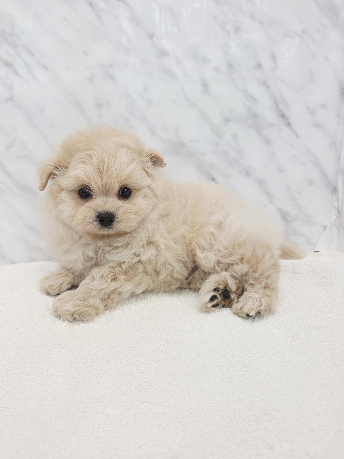 トイプードル×ポメラニアンの写真3