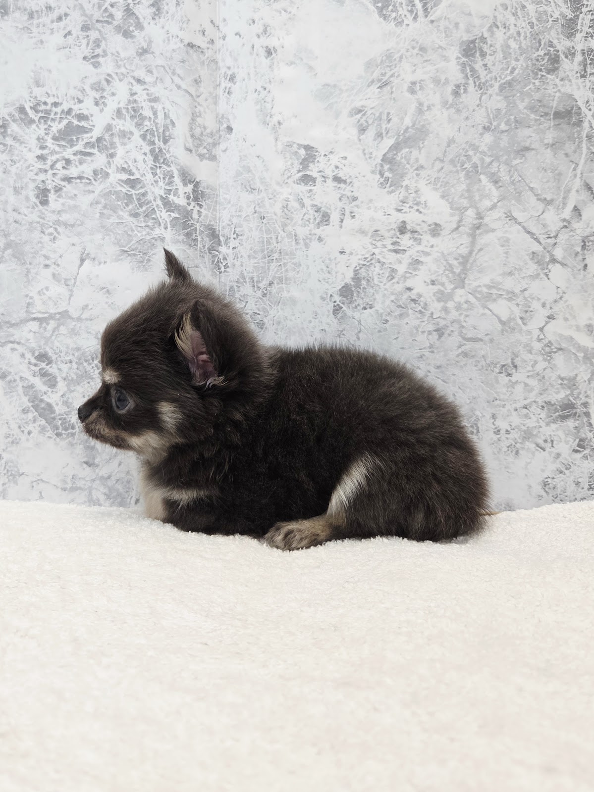 ロングコートチワワの写真2