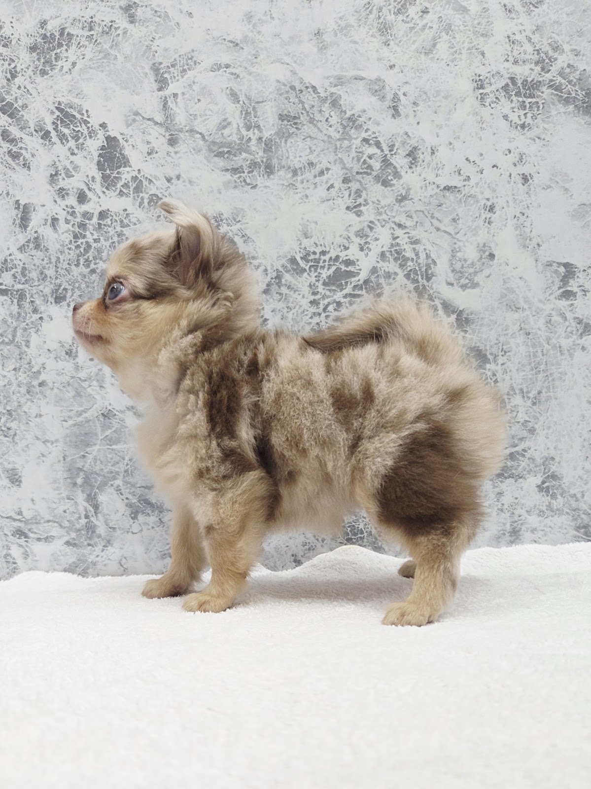 ロングコートチワワの写真2