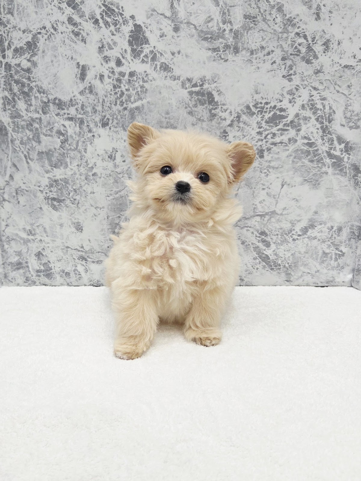 トイプードル×ポメラニアンの写真3