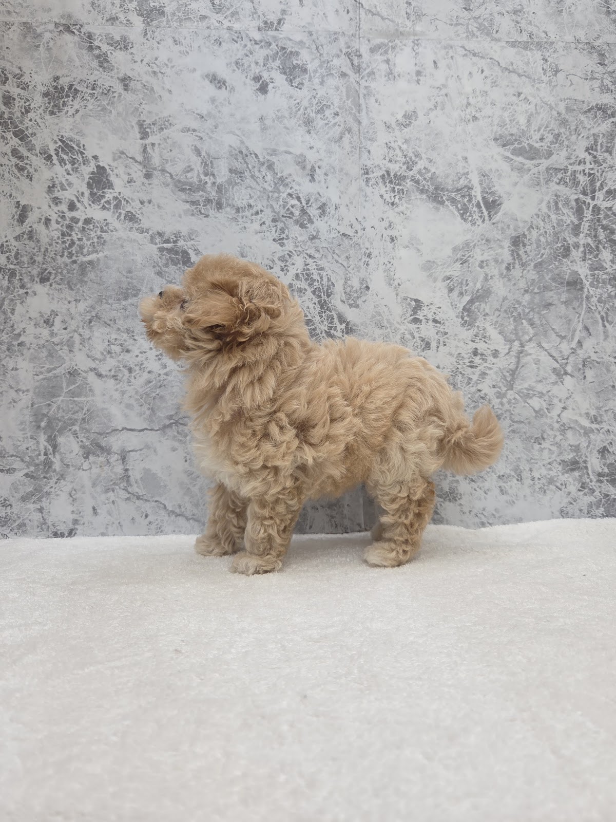 マルチーズ×トイプードルの写真2