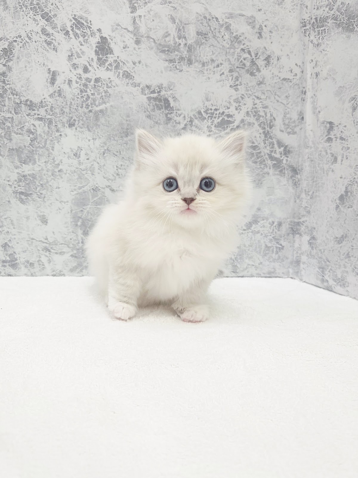 ネヴァマスカレードの写真3