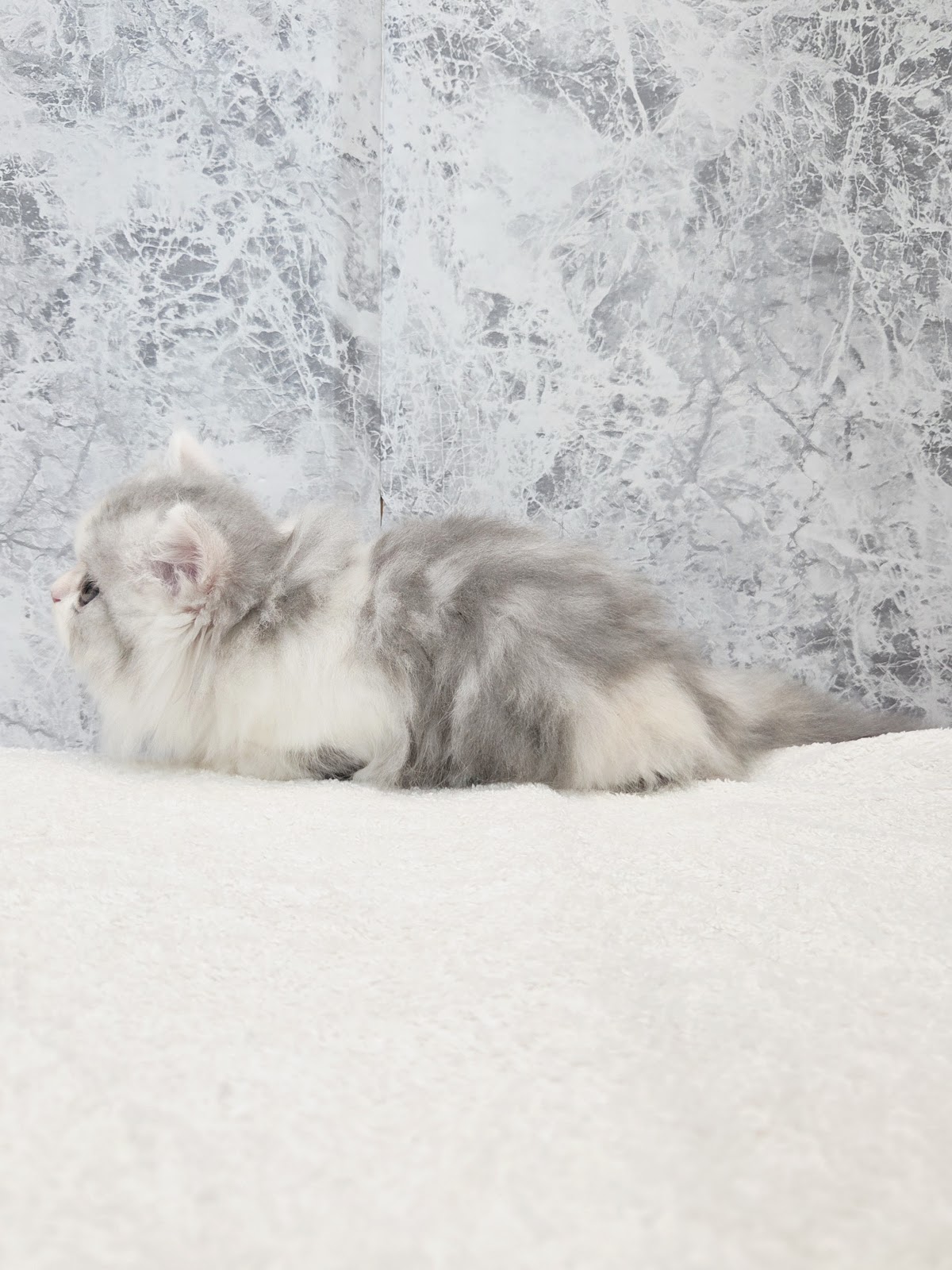 ミヌエットの写真2