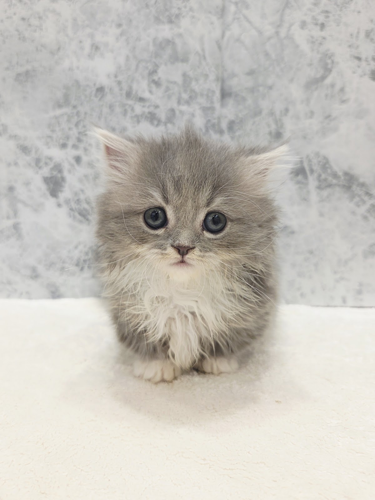 ミヌエットの写真